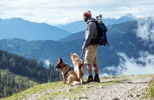 The Best Tips (And Destinations) For Camping With Dogs