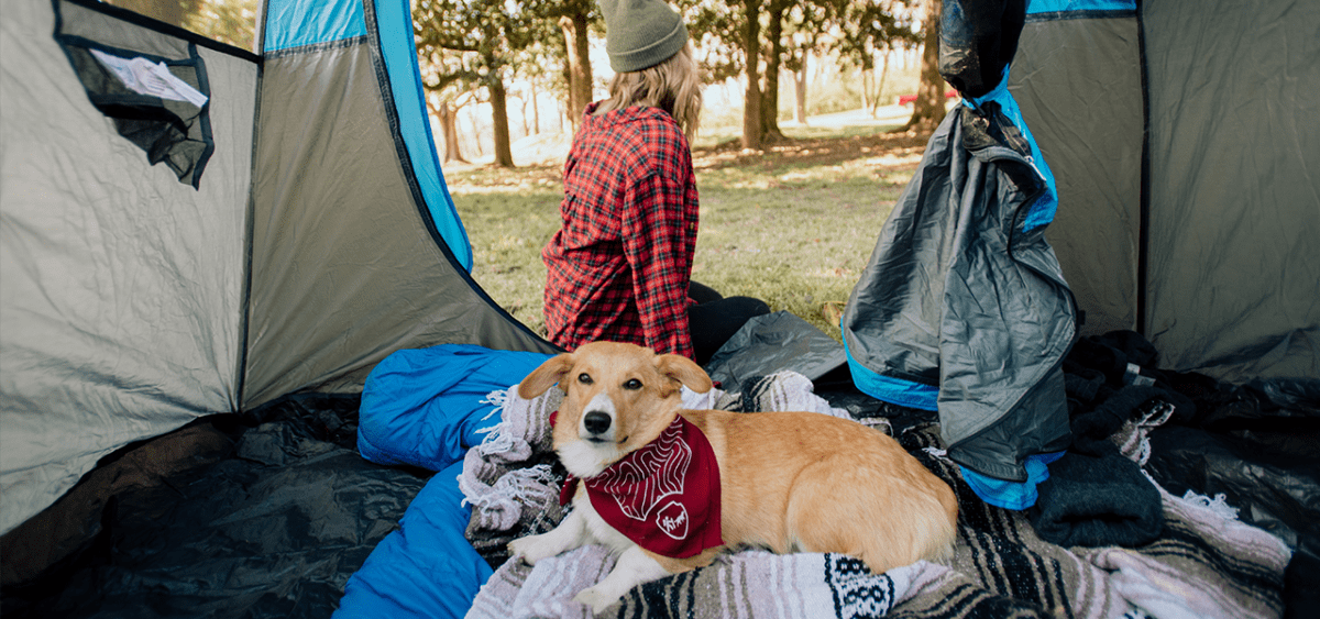 Camping With Dogs: Tips and Advice