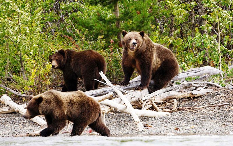 What You Need to Know About Bear Safety