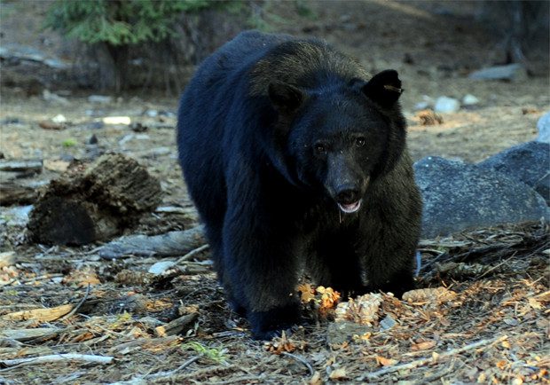 What You Need to Know About Bear Safety
